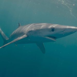 Blue Shark Wales