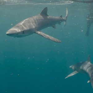 Pembrokeshire boat charters sharks