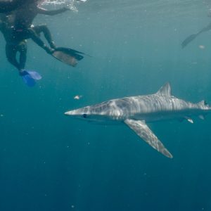 Blue Shark Wales