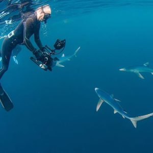 Celtic Deep - Blue Sharks